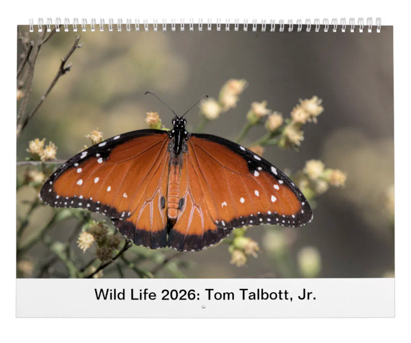 Wild Life 2026 Calendar